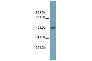 CXorf66 antibody used at 1 ug/ml to detect target protein. (CXorf66 antibody  (Middle Region))