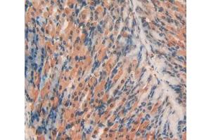 Used in DAB staining on fromalin fixed paraffin- embedded stomach tissue (RNPEP antibody  (AA 112-358))