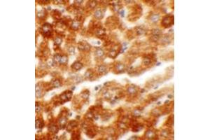 Immunohistochemistry (IHC) image for anti-Hepatoma-Derived Growth Factor-Related Protein 2 (HDGFRP2) (N-Term) antibody (ABIN1031402) (HDGFRP2 antibody  (N-Term))