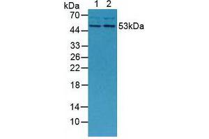 Western blot analysis of (1) Mouse Placenta Tissue and (2) Mouse Breast Tissue.