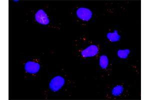 Proximity Ligation Analysis of protein-protein interactions between MYBL2 and E2F1. (MYBL2 antibody  (AA 1-700))