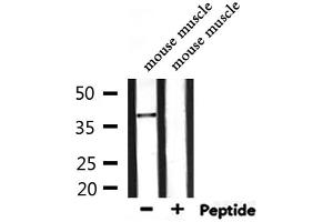 Western blot analysis of extracts from mouse muscle, using NEUROD4 Antibody. (NEUROD4 antibody  (N-Term))