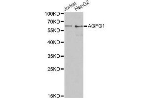 Western blot analysis of extracts of various cell lines, using AGFG1 antibody. (AGFG1 antibody)