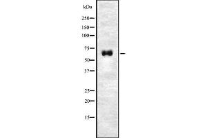 Western blot analysis of APC8 using HuvEc whole cell lysates (CDC23 antibody  (Internal Region))