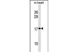 Western blot analysis in mouse heart tissue lysates (35ug/lane). (DAPL1 antibody  (N-Term))