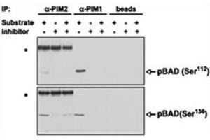 Immunoprecipitation (IP) image for anti-Proto-Oncogene Pim-2 (Serine Threonine Kinase) (PIM2) antibody (ABIN3003584) (PIM2 antibody)