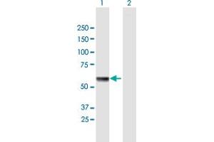 Western Blot analysis of HSPA13 expression in transfected 293T cell line by HSPA13 MaxPab polyclonal antibody. (HSPA13 antibody  (AA 1-471))