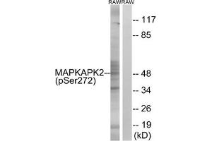 Western blot analysis of extracts from RAW264. (MAPKAP Kinase 2 antibody  (pSer272))