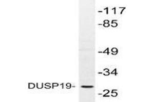 Western blot analysis of DUSP19 in extracts from COS-7 cells using DUSP19 antibody . (DUSP19 antibody)