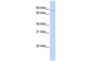 Image no. 1 for anti-Cytoplasmic Polyadenylation Element Binding Protein 3 (CPEB3) (AA 324-373) antibody (ABIN6749761) (CPEB3 antibody  (AA 324-373))