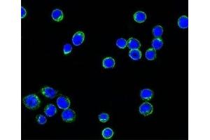 Confocal immunofluorescent testing of Ramos cells with Alexa Fluor 488 conjugated Lambda light chain antibody (green) and DAPI nuclear counterstain (blue). (Mouse anti-Human lambda Light Chain (Lambda-IgLC) Antibody)
