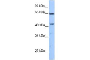 Western Blotting (WB) image for anti-Coiled-Coil Domain Containing 60 (CCDC60) antibody (ABIN2463555) (CCDC60 antibody)
