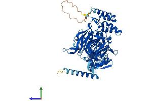 AlphaFold protein structure predicition of Mouse Recombinant Klhl40 Protein, UniprotID Q9D783