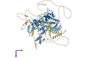 RECQL4 Protein (AA 1-1216) (His tag)