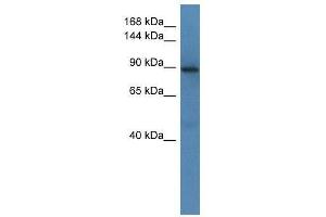 Western Blot showing Srgap1 antibody used at a concentration of 1. (SRGAP1 antibody  (Middle Region))
