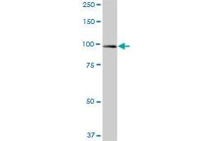 UNC45A MaxPab polyclonal antibody. (UNC45A antibody  (AA 1-944))