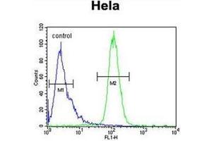 Flow cytometric analysis of Hela cells using INTS10 Antibody (C-term) Cat. (INTS10 antibody  (C-Term))