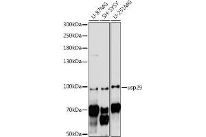 Western blot analysis of extracts of various cell lines, using usp29 antibody (ABIN7271155) at 1:1000 dilution. (USP29 antibody  (AA 200-300))