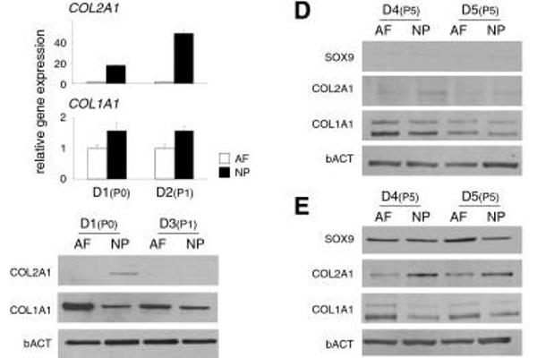 COL2 antibody