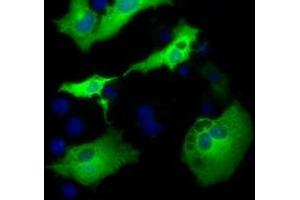 Anti-AK5 mouse monoclonal antibody (ABIN2452722) immunofluorescent staining of COS7 cells transiently transfected by pCMV6-ENTRY AK5 (RC222241). (Adenylate Kinase 5 antibody)
