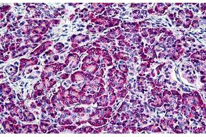 Human Pancreas: Formalin-Fixed, Paraffin-Embedded (FFPE) (EDF1 antibody  (AA 2-14))