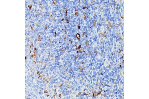 MMP25 antibody  (AA 350-540)