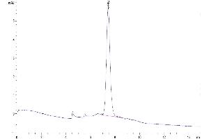 The purity of Human KIR3DL3 is greater than 95 % as determined by SEC-HPLC. (KIR3DL3 Protein (His-Avi Tag))