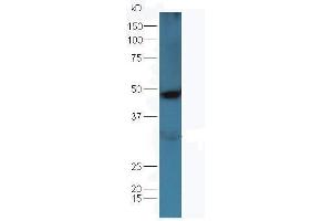 Mouse kidney lysates probed with  at 1:5000 90min in 37˚C.