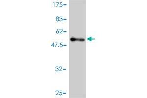 Western Blot detection against Immunogen (51. (USP15 antibody  (AA 1-235))