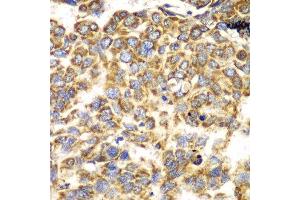 Immunohistochemistry (Paraffin-embedded Sections) (IHC (p)) image for anti-Mitochondrial Import Receptor Subunit TOM20 homolog (TOMM20) (AA 20-145) antibody (ABIN6149382)