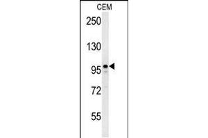 Western blot analysis in CEM cell line lysates (35ug/lane). (MAP1S antibody  (AA 493-520))