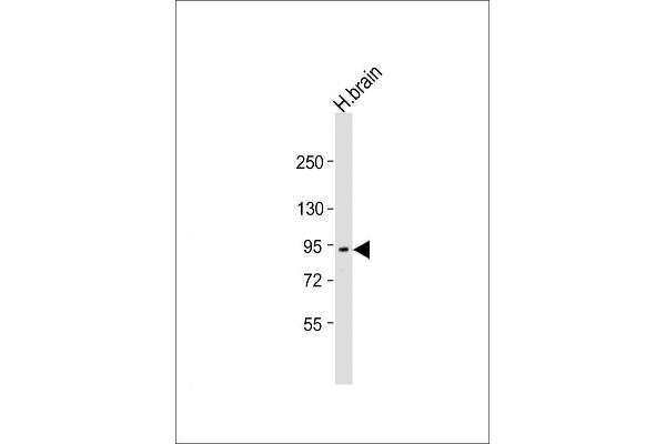 Neurotrypsin antibody  (AA 145-180)