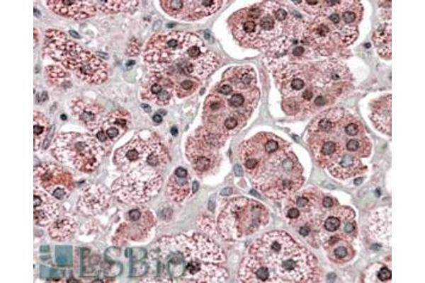 KPNA6 antibody  (Internal Region)