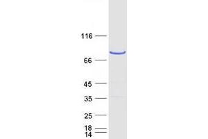ArfGAP with Coiled-Coil, Ankyrin Repeat and PH Domains 1 (ACAP1) protein (Myc-DYKDDDDK Tag)