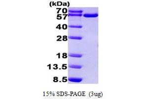 SDS-PAGE (SDS) image for Thioredoxin Reductase 1 (TXNRD1) (AA 161-647) protein (His tag) (ABIN667005) (TXNRD1 Protein (AA 161-647) (His tag))