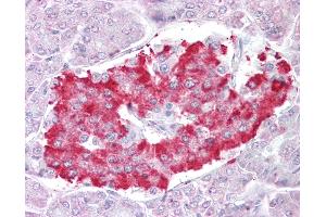 Anti-ATG4D antibody IHC of human pancreas. (ATG4D antibody  (AA 444-457))