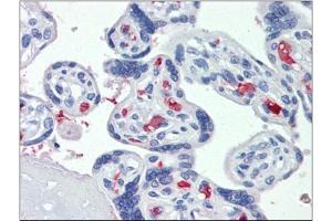 Immunohistochemistry: Placenta, Human: Formalin-Fixed, Paraffin-Embedded (FFPE) (CLEC2D antibody)