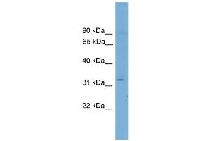 WB Suggested Anti-Etv2 Antibody Titration:  0. (ETV2 antibody  (N-Term))