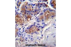 CASP12 Antibody (Center) immunohistochemistry analysis in formalin fixed and paraffin embedded human stomach tissue followed by peroxidase conjugation of the secondary antibody and DAB staining.