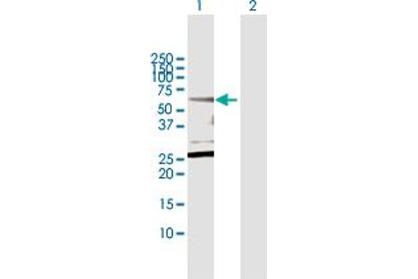 CPNE1 antibody  (AA 1-537)