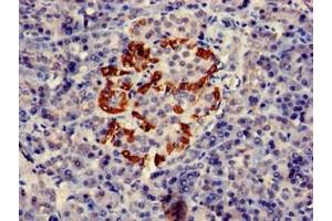 Immunohistochemistry of paraffin-embedded human pancreatic tissue using ABIN7162562 at dilution of 1:100 (PTF1A antibody  (AA 224-325))