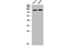 Western Blot analysis of HELA 293T cells using Phospho-GR (S226) Polyclonal Antibody (Glucocorticoid Receptor antibody  (pSer226))