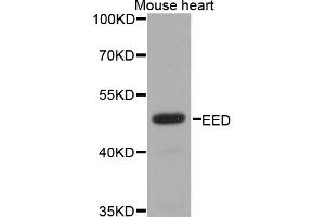 Western blot analysis of extracts of mouse heart, using EED antibody (ABIN1876559) at 1:1000 dilution.
