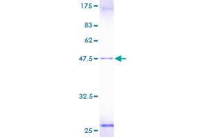 TCAP Protein (AA 1-167) (GST tag)