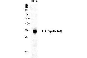 Western Blot (WB) analysis of specific cells using Phospho-Cdc2 (T161) Polyclonal Antibody. (CDK1 antibody  (pThr161))
