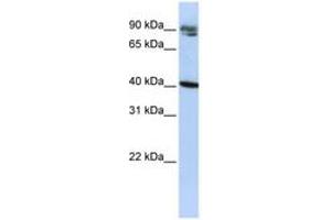 Image no. 1 for anti-Kelch Domain Containing 8A (KLHDC8A) (C-Term) antibody (ABIN6740699) (KLHDC8A antibody  (C-Term))