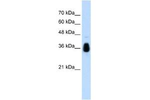 MKRN1 antibody used at 1. (MKRN1 antibody  (C-Term))