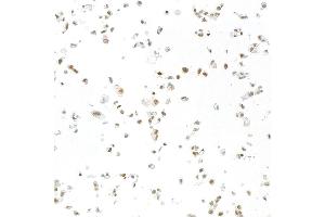 Immunocytochemistry (ICC) image for anti-RNA Binding Motif Protein 9 (RBM9) (AA 1-50) antibody (ABIN7454009) (Recombinant RBM9 antibody  (AA 1-50))