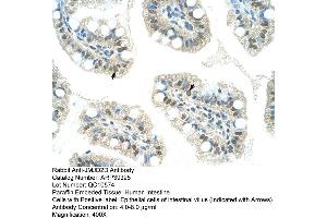 Human Intestine (JMJD2D antibody  (C-Term))