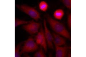 Immunofluorescence (IF) image for anti-Glyceraldehyde-3-Phosphate Dehydrogenase (GAPDH) (AA 1-335), (N-Term) antibody (ABIN492380) (GAPDH antibody  (N-Term))